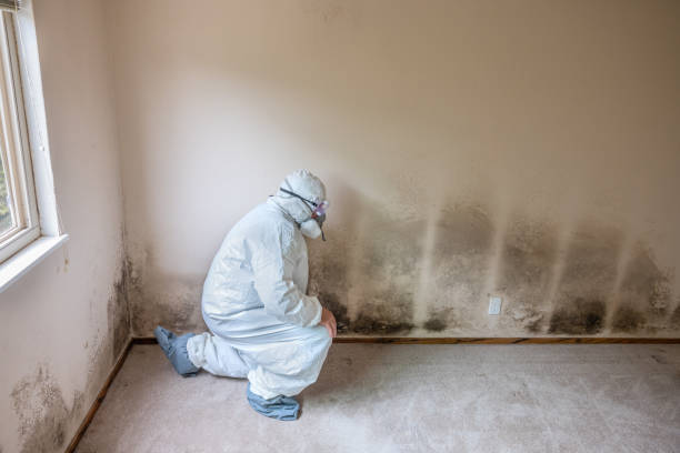 Best Commercial Mold Inspection  in Bernalillo, NM